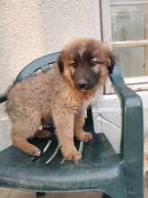 OREGON, Hund, Mischlingshund in Bulgarien - Bild 10