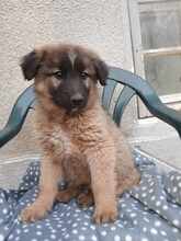 OREGON, Hund, Mischlingshund in Bulgarien - Bild 8