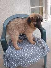 OREGON, Hund, Mischlingshund in Bulgarien - Bild 9