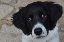 AVA, Hund, Mischlingshund in Italien