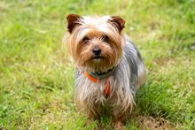PAOLA, Hund, Yorkshire Terrier-Mix in Velbert