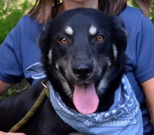 XENON, Hund, Mischlingshund in Slowakische Republik - Bild 1