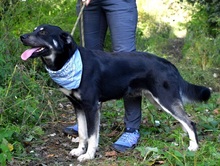 XENON, Hund, Mischlingshund in Slowakische Republik - Bild 2