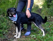XENON, Hund, Mischlingshund in Slowakische Republik - Bild 3