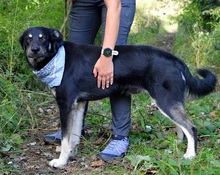 XENON, Hund, Mischlingshund in Slowakische Republik - Bild 4