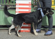XENON, Hund, Mischlingshund in Slowakische Republik - Bild 5