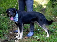 XENON, Hund, Mischlingshund in Slowakische Republik - Bild 6