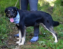 XENON, Hund, Mischlingshund in Slowakische Republik - Bild 7