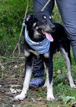 XENON, Hund, Mischlingshund in Slowakische Republik - Bild 8
