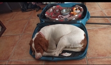 LIA, Hund, Bretonischer Vorstehhund in Spanien