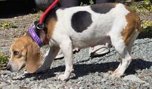 EMEE, Hund, Beagle-Mix in Zypern - Bild 2