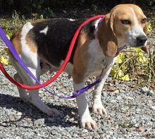 EMEE, Hund, Beagle-Mix in Zypern - Bild 4