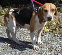 EMEE, Hund, Beagle-Mix in Zypern - Bild 5