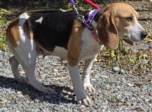 EMEE, Hund, Beagle-Mix in Zypern - Bild 6