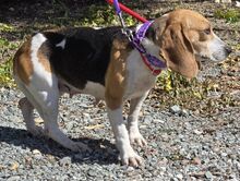 EMEE, Hund, Beagle-Mix in Zypern - Bild 7