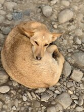 TIFFY, Hund, Mischlingshund in Rumänien - Bild 4