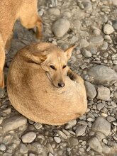 TIFFY, Hund, Mischlingshund in Rumänien - Bild 5