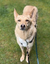 TIFFY, Hund, Mischlingshund in Schönwalde-Glien