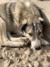 SAMA, Hund, Mischlingshund in Rumänien - Bild 8