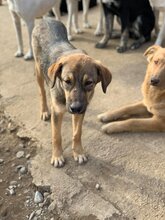 KIWI, Hund, Mischlingshund in Rumänien - Bild 3