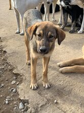 KIWI, Hund, Mischlingshund in Rumänien - Bild 4