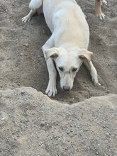 GOLD, Hund, Mischlingshund in Rumänien - Bild 4