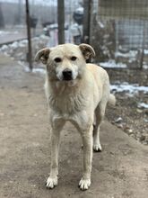 CRISTAL, Hund, Mischlingshund in Rumänien - Bild 3