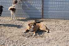 WOODY, Hund, Mischlingshund in Rumänien - Bild 2