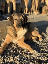 COOPER, Hund, Mischlingshund in Rumänien - Bild 1