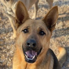 ADDISON, Hund, Mischlingshund in Griechenland - Bild 2