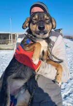 LUCKY, Hund, Mischlingshund in Rumänien - Bild 2