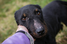 VIKTOR, Hund, Terrier-Mix in Kroatien - Bild 1