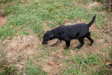 VIKTOR, Hund, Terrier-Mix in Kroatien - Bild 2