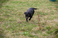 VIKTOR, Hund, Terrier-Mix in Kroatien - Bild 3