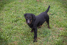 VIKTOR, Hund, Terrier-Mix in Kroatien - Bild 4