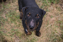 VIKTOR, Hund, Terrier-Mix in Kroatien - Bild 5