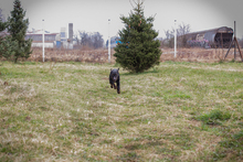 VIKTOR, Hund, Terrier-Mix in Kroatien - Bild 6