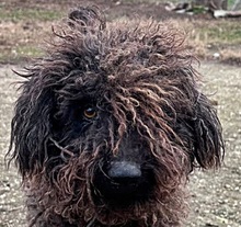 BOLLE, Hund, Puli-Mix in Ungarn - Bild 1