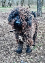 BOLLE, Hund, Puli-Mix in Ungarn - Bild 2