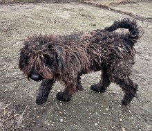 BOLLE, Hund, Puli-Mix in Ungarn - Bild 3