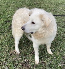 DERES, Hund, Kuvasz in Ungarn - Bild 3