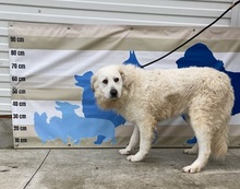 DERES, Hund, Kuvasz in Ungarn - Bild 4