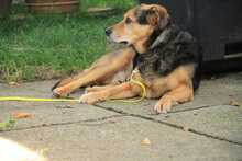 KASPER, Hund, Mischlingshund in Büren - Bild 12