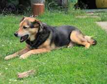 KASPER, Hund, Mischlingshund in Büren - Bild 4