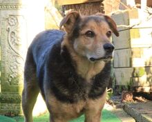 KASPER, Hund, Mischlingshund in Büren - Bild 7