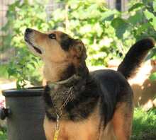 KASPER, Hund, Mischlingshund in Büren - Bild 9