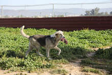 THELMA, Hund, Herdenschutzhund in Spanien - Bild 2