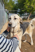 THELMA, Hund, Herdenschutzhund in Spanien - Bild 4