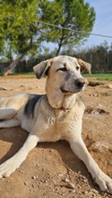 THELMA, Hund, Herdenschutzhund in Spanien - Bild 5