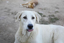 AGATHA, Hund, Herdenschutzhund-Mix in Spanien - Bild 2